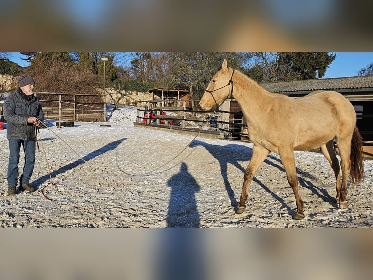 Quarter horse américain Hongre 3 Ans 152 cm Champagne in Müglitztal
