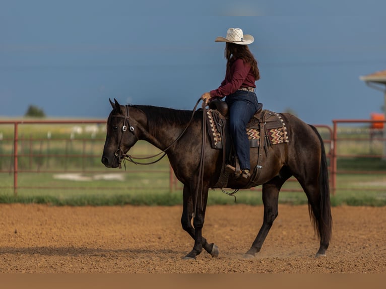 Quarter horse américain Hongre 3 Ans 152 cm Noir in Granbury