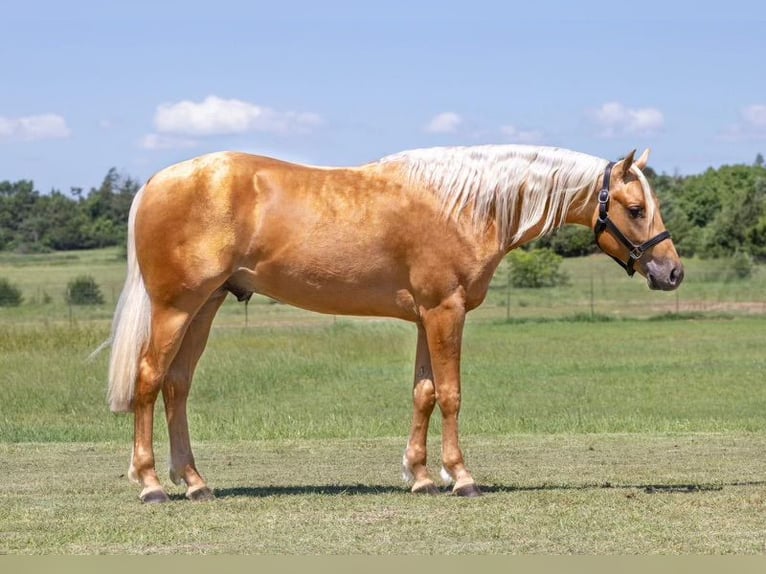 Quarter horse américain Hongre 3 Ans 152 cm Palomino in Whitesboro