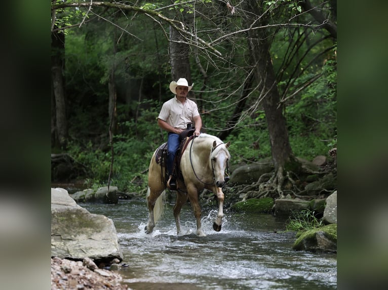 Quarter horse américain Hongre 3 Ans 152 cm Palomino in Buffalo, MO