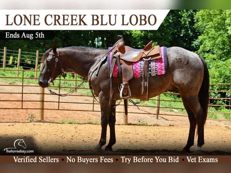 Quarter horse américain Hongre 3 Ans 152 cm Roan-Bay in Tompkinsville, KY