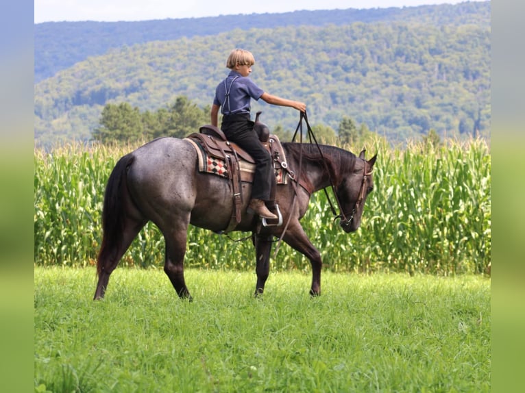 Quarter horse américain Hongre 3 Ans 152 cm Rouan Bleu in Rebersburg