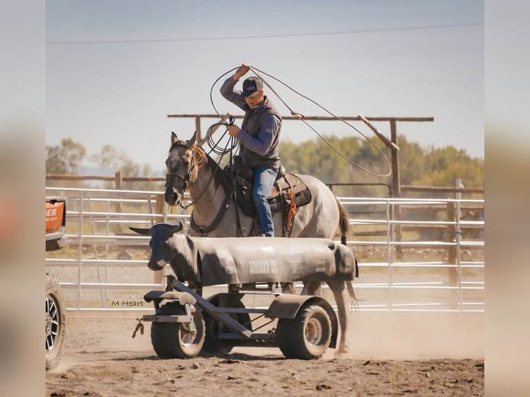 Quarter horse américain Hongre 3 Ans 152 cm Rouan Bleu in Saint Anthony
