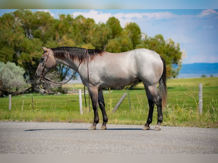 Quarter horse américain Hongre 3 Ans 152 cm Rouan Bleu in Saint Anthony