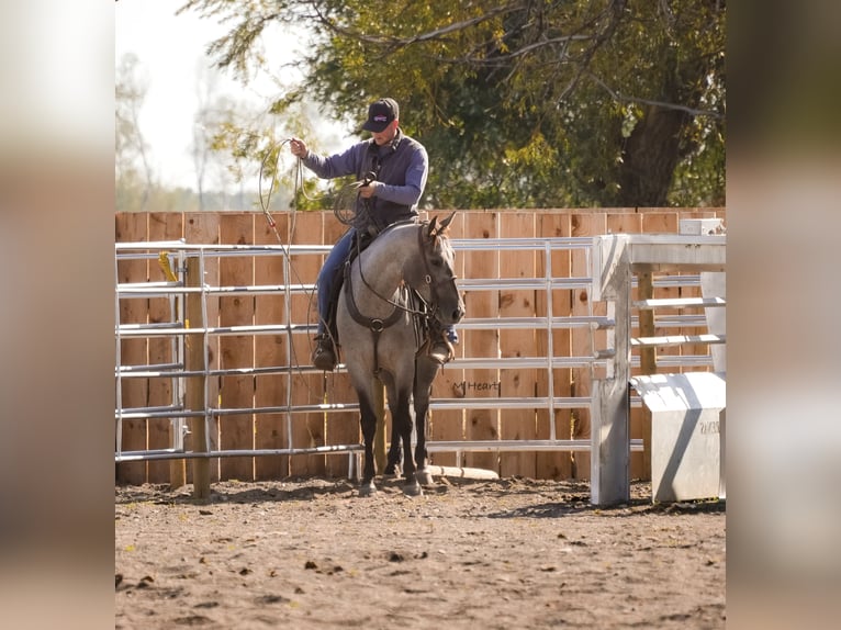 Quarter horse américain Hongre 3 Ans 152 cm Rouan Bleu in Saint Anthony
