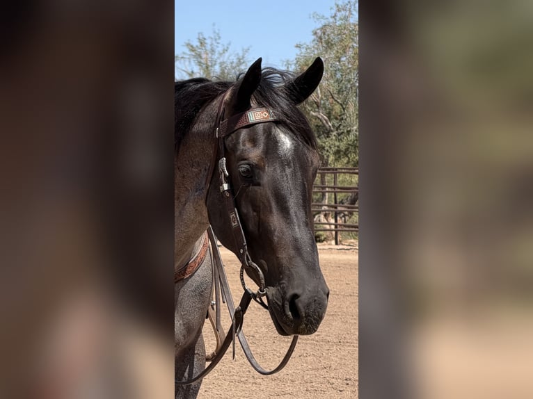 Quarter horse américain Hongre 3 Ans 152 cm Rouan Bleu in Scottsdale