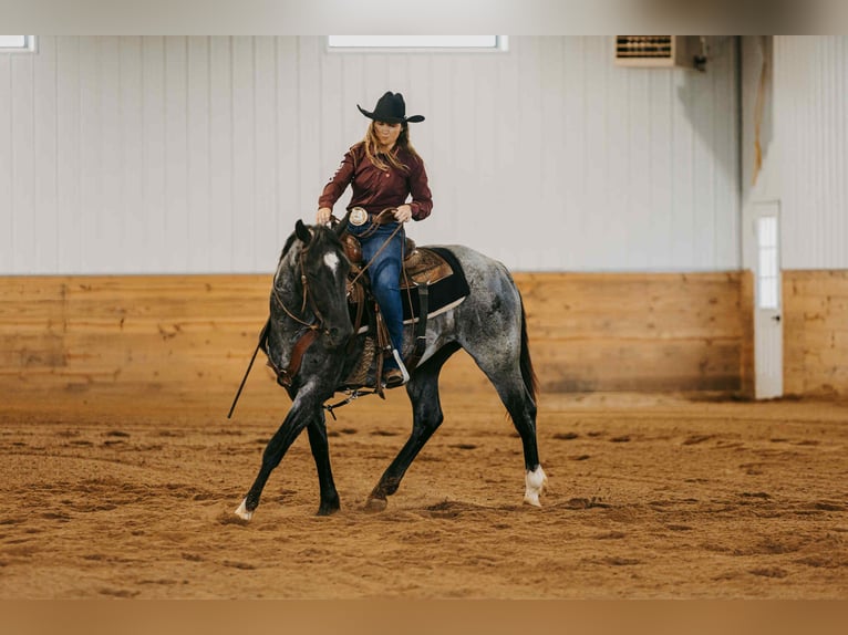 Quarter horse américain Hongre 3 Ans 152 cm Rouan Bleu in Selma IA