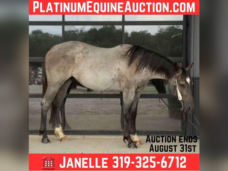 Quarter horse américain Hongre 3 Ans 152 cm Rouan Bleu in Selma IA