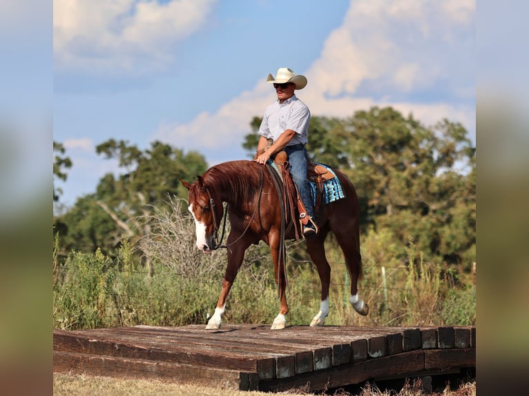 Quarter horse américain Hongre 3 Ans 152 cm Rouan Rouge in Buffalo, MO
