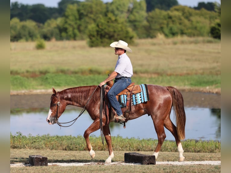Quarter horse américain Hongre 3 Ans 152 cm Rouan Rouge in Buffalo, MO