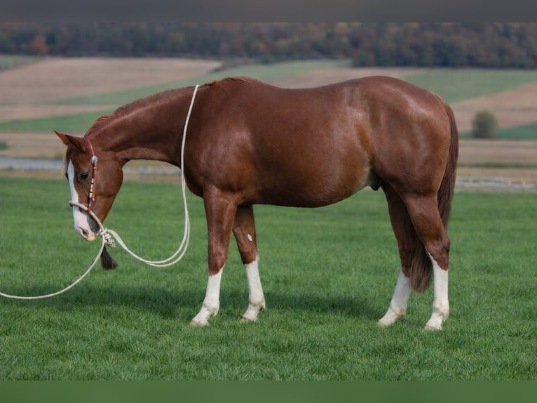Quarter horse américain Hongre 3 Ans 153 cm Alezan in Duingen