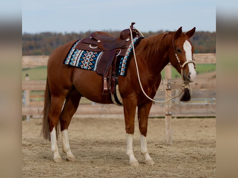 Quarter horse américain Hongre 3 Ans 153 cm Alezan in Duingen