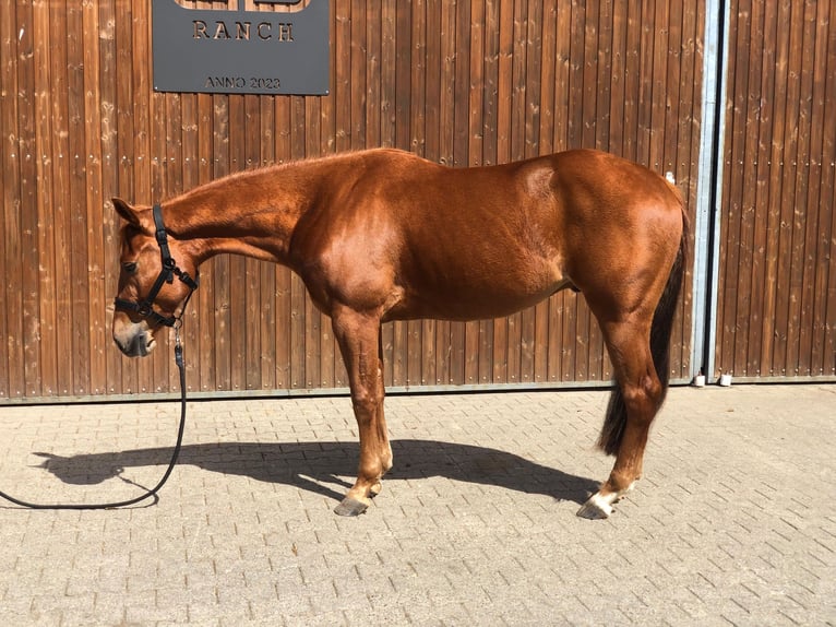 Quarter horse américain Hongre 3 Ans 153 cm Alezan in Lahm