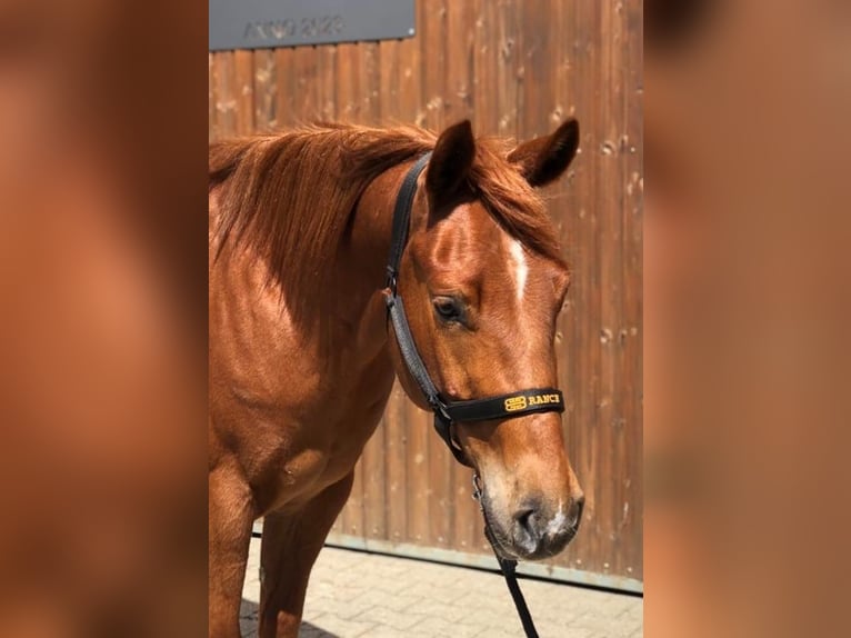 Quarter horse américain Hongre 3 Ans 153 cm Alezan in Lahm