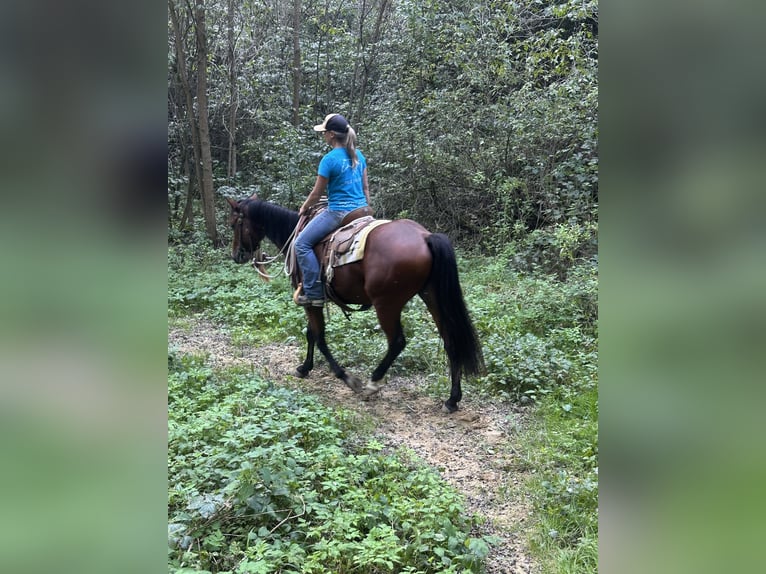 Quarter horse américain Hongre 3 Ans 153 cm Bai in Cortazzone