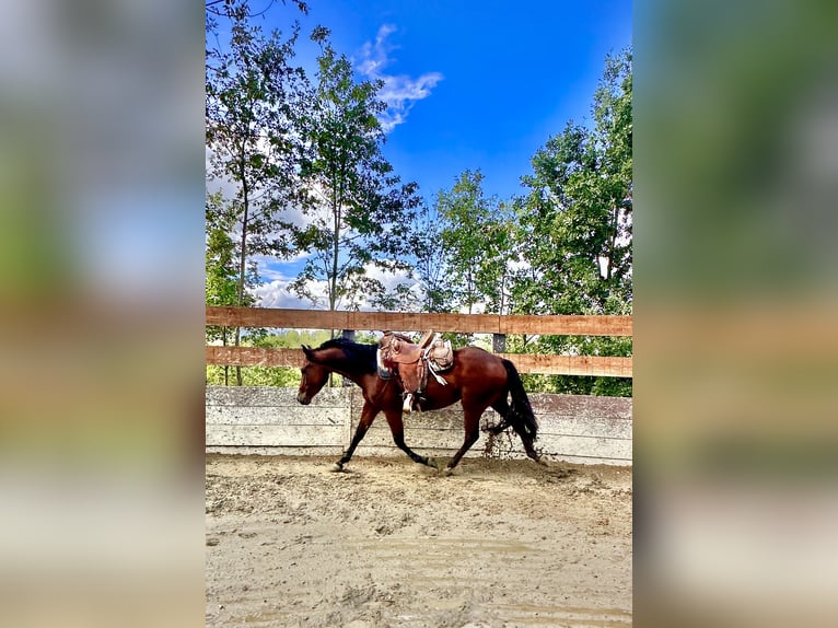 Quarter horse américain Hongre 3 Ans 153 cm Bai in Cortazzone