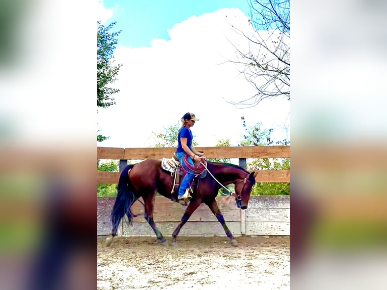 Quarter horse américain Hongre 3 Ans 153 cm Bai in Cortazzone