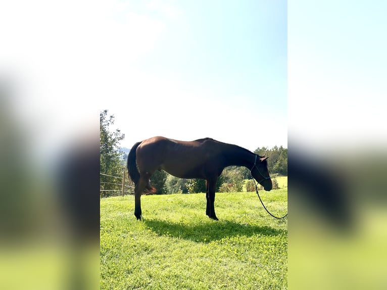 Quarter horse américain Hongre 3 Ans 153 cm Bai in Cortazzone