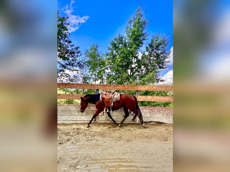 Quarter horse américain Hongre 3 Ans 153 cm Bai in Cortazzone