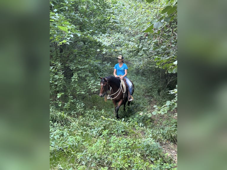 Quarter horse américain Hongre 3 Ans 153 cm Bai in Cortazzone