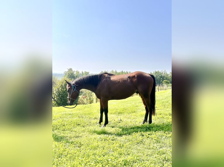 Quarter horse américain Hongre 3 Ans 153 cm Bai in Cortazzone