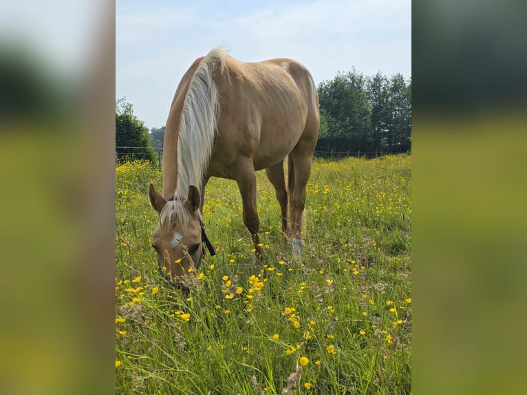 Quarter horse américain Hongre 3 Ans 153 cm Dunalino in Heemskerk