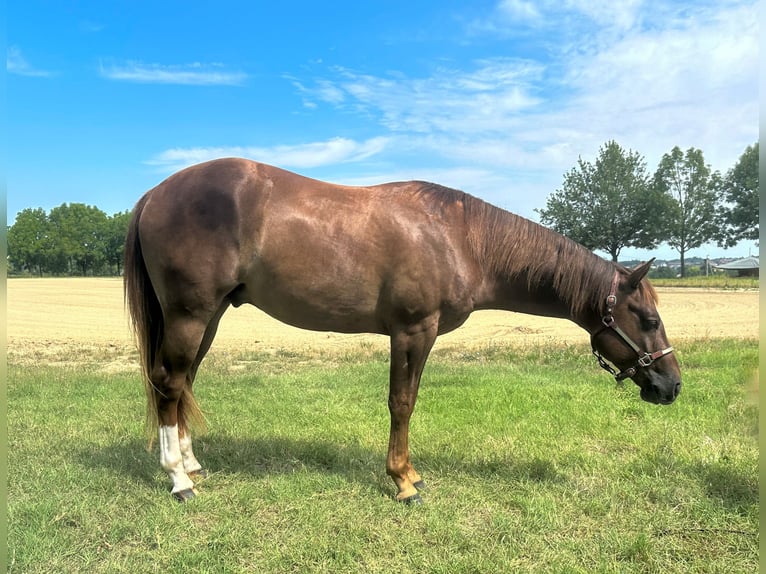 Quarter horse américain Hongre 3 Ans 154 cm Alezan brûlé in München Quarter horse américain Hongre 3 Ans 154 cm Alezan brûlé in München