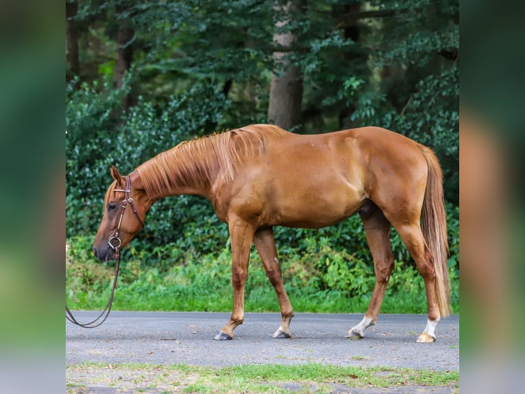 Quarter horse américain Hongre 3 Ans 154 cm Alezan in Bad Zwischenahn