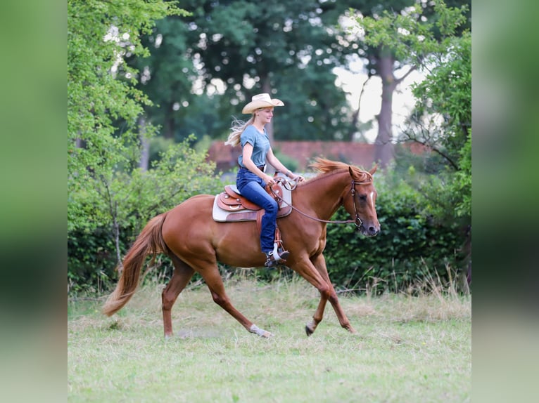 Quarter horse américain Hongre 3 Ans 154 cm Alezan in Bad Zwischenahn
