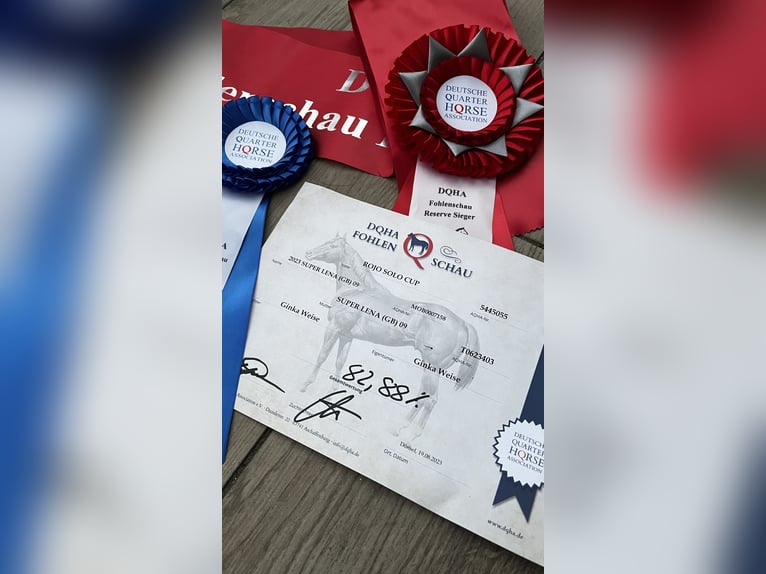 Quarter horse américain Hongre 3 Ans 154 cm Alezan in Bad Zwischenahn