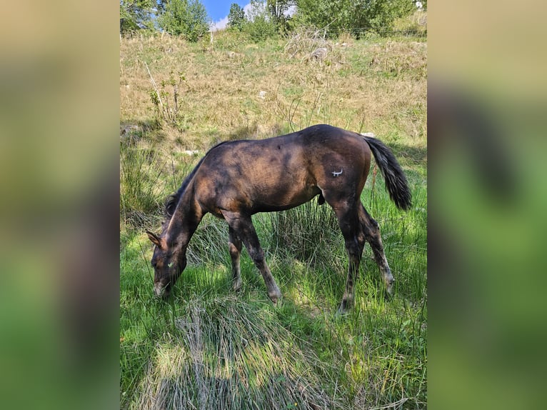 Quarter horse américain Hongre 3 Ans 154 cm Bai brun in Steinen