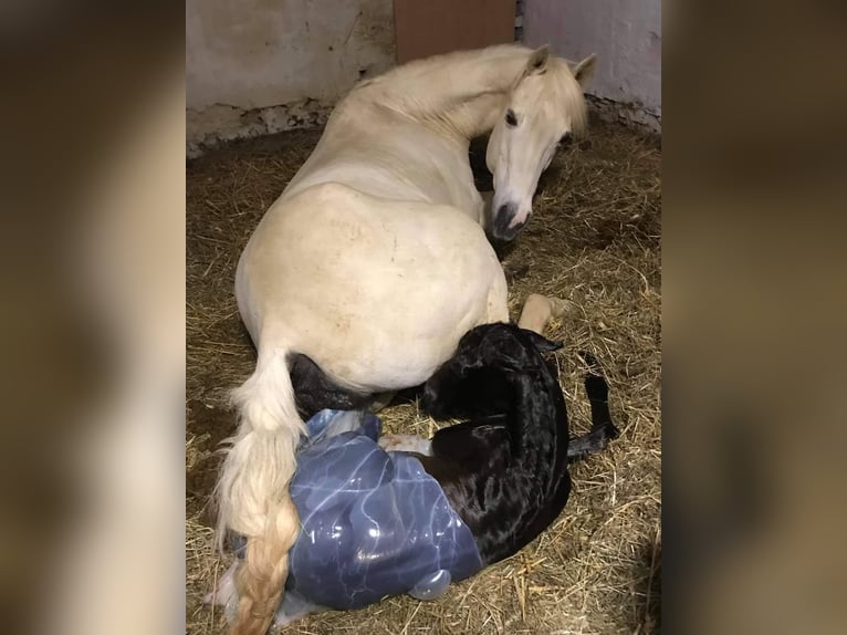 Quarter horse américain Hongre 3 Ans 154 cm Gris in Krautscheid