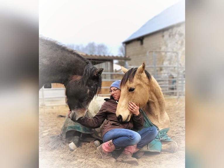 Quarter horse américain Hongre 3 Ans 154 cm Gris in Krautscheid