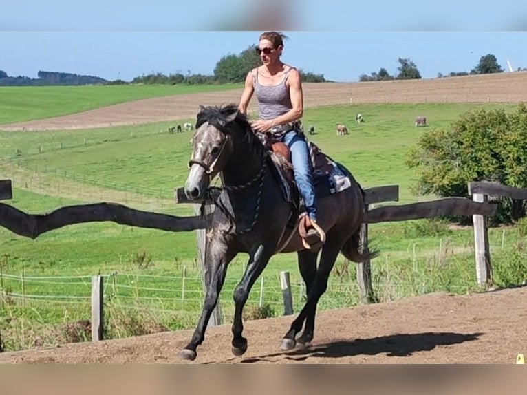 Quarter horse américain Hongre 3 Ans 154 cm Gris in Krautscheid