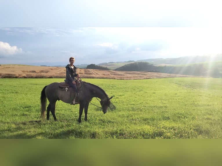 Quarter horse américain Hongre 3 Ans 154 cm Gris in Krautscheid