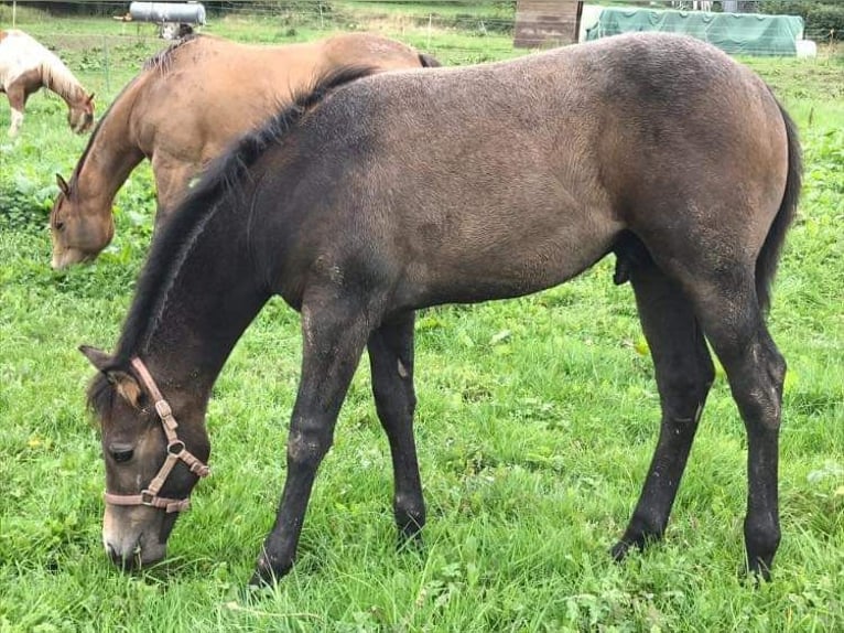 Quarter horse américain Hongre 3 Ans 154 cm Gris in Krautscheid