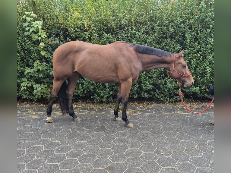 Quarter horse américain Hongre 3 Ans 155 cm Bai in Burgwedel