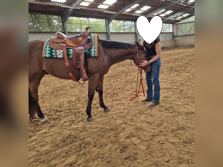 Quarter horse américain Hongre 3 Ans 155 cm Bai in Burgwedel
