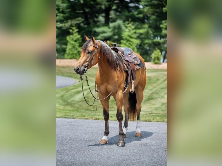 Quarter horse américain Hongre 3 Ans 155 cm Buckskin in New Holland, PA
