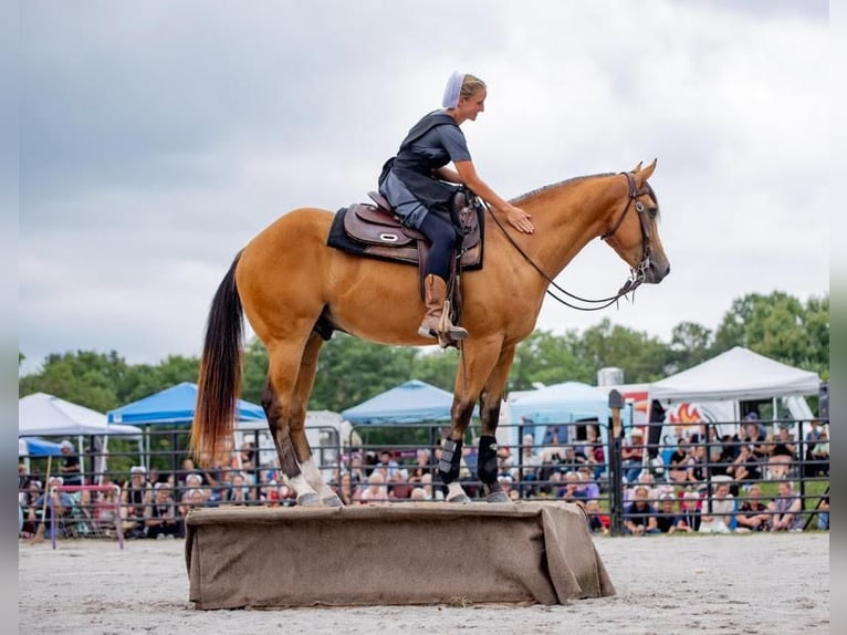 Quarter horse américain Hongre 3 Ans 155 cm Buckskin in New Holland, PA