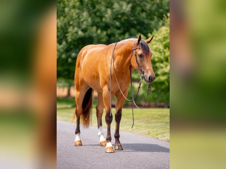 Quarter horse américain Hongre 3 Ans 155 cm Buckskin in New Holland, PA