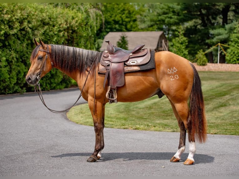 Quarter horse américain Hongre 3 Ans 155 cm Buckskin in New Holland, PA