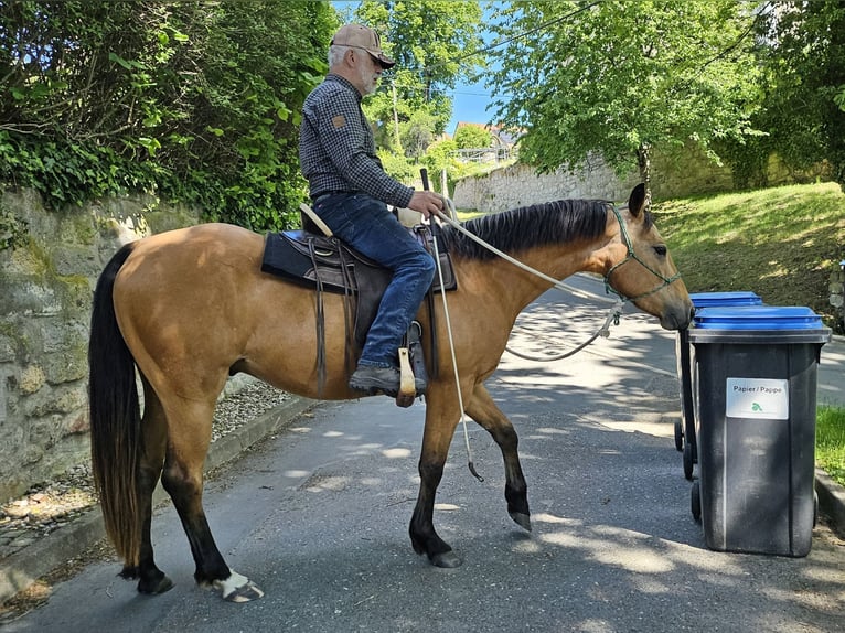 Quarter horse américain Hongre 3 Ans 155 cm Buckskin in Müglitztal