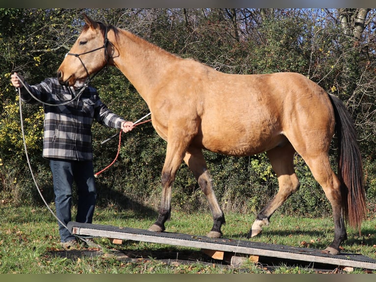 Quarter horse américain Hongre 3 Ans 155 cm Buckskin in Müglitztal