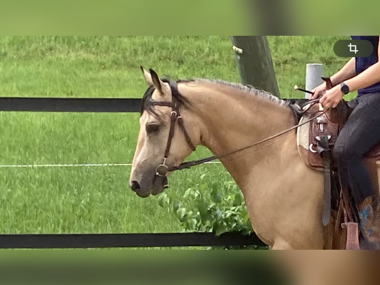 Quarter horse américain Hongre 3 Ans 155 cm Cremello in Hombrechtikon