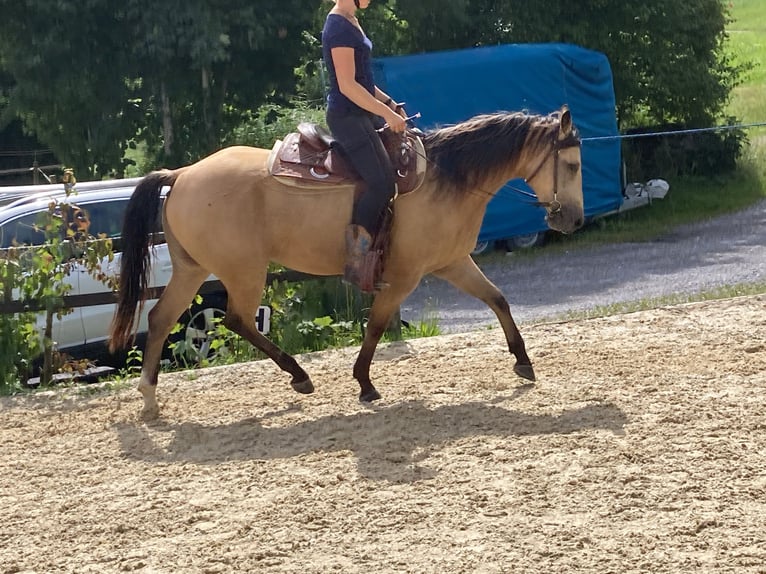 Quarter horse américain Hongre 3 Ans 155 cm Cremello in Hombrechtikon