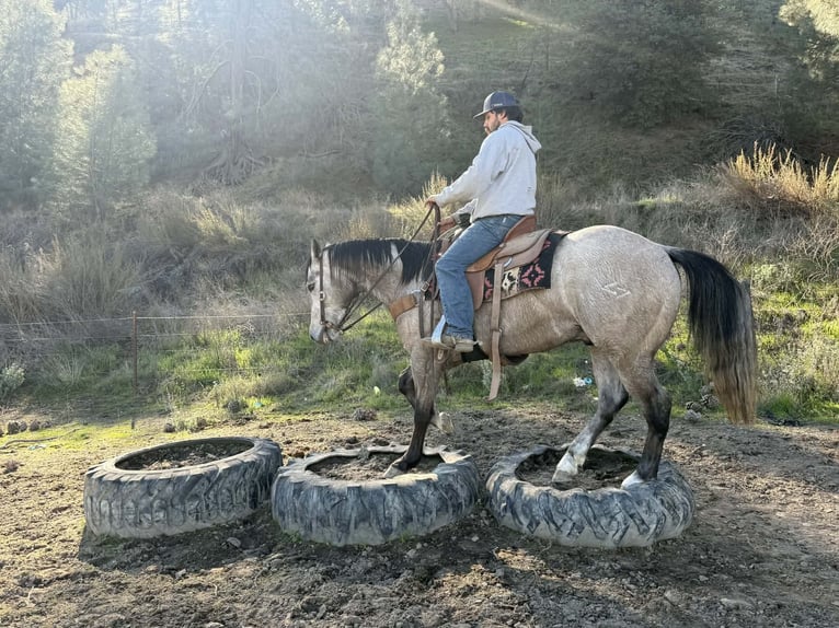 Quarter horse américain Hongre 3 Ans 155 cm Gris in Paicines CA