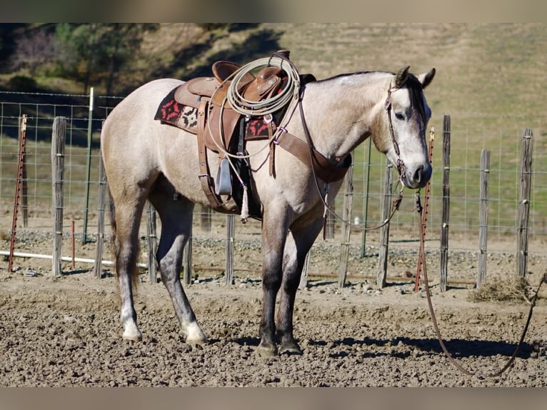 Quarter horse américain Hongre 3 Ans 155 cm Gris in Paicines CA
