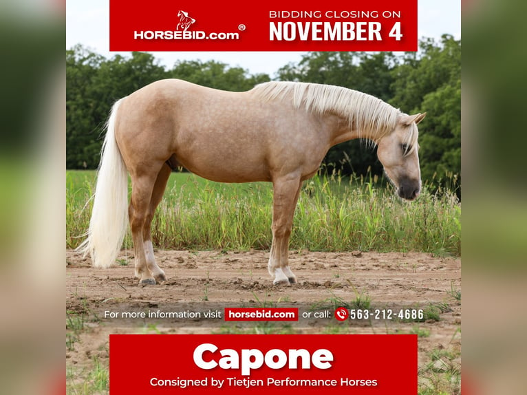 Quarter horse américain Hongre 3 Ans 155 cm Palomino in Bellevue