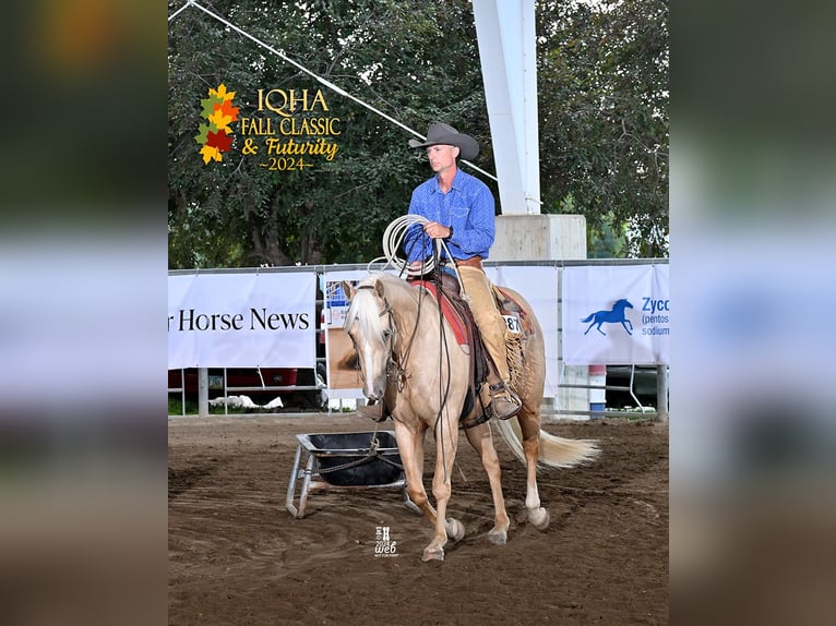 Quarter horse américain Hongre 3 Ans 155 cm Palomino in Bellevue